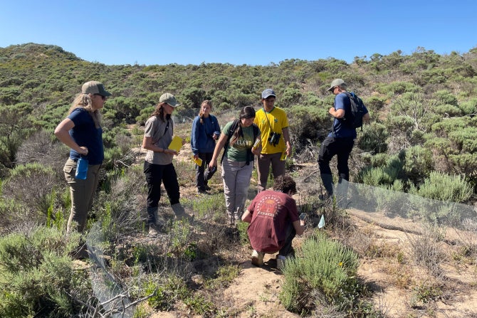 Observing the Nipomo Mesa Lupine.